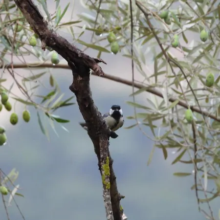 Galini بيت للعطل *