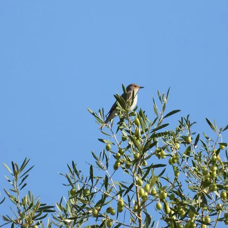 Galini بيت للعطل